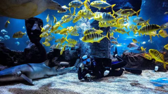 石家庄海洋公园 石家庄海洋公园