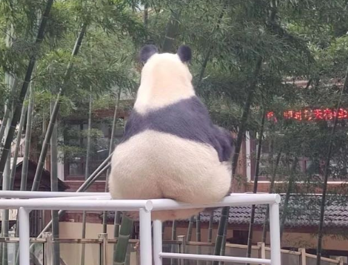 /uploads/image/2025/10/15/26816e4cf7d33b474a058140de6dff06.png /uploads/image/2025/10/15/26816e4cf7d33b474a058140de6dff06.png