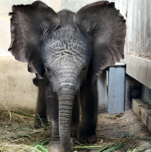 西霞口神雕山野生动物园