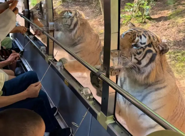 碧峰峡野生动物世界 碧峰峡野生动物世界