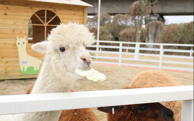 成都北湖洛嘉森乐园 成都北湖洛嘉森乐园