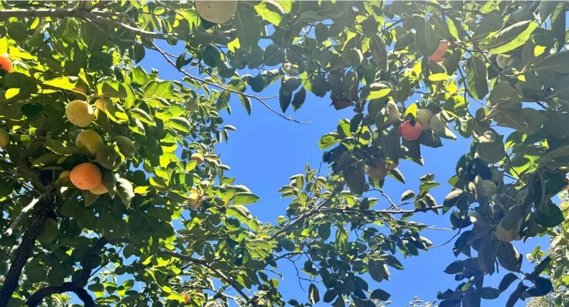 石老人观光园 石老人观光园