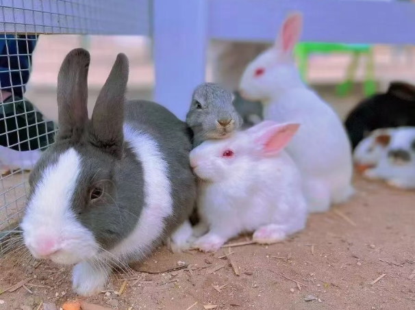 /uploads/image/2025/10/20/63a028328af7f7d50a83c9797feb806e.png /uploads/image/2025/10/20/63a028328af7f7d50a83c9797feb806e.png