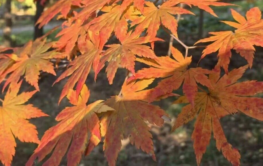 /uploads/image/2025/10/20/37dccff5c0934bc17a1021c7e4683874.png /uploads/image/2025/10/20/37dccff5c0934bc17a1021c7e4683874.png