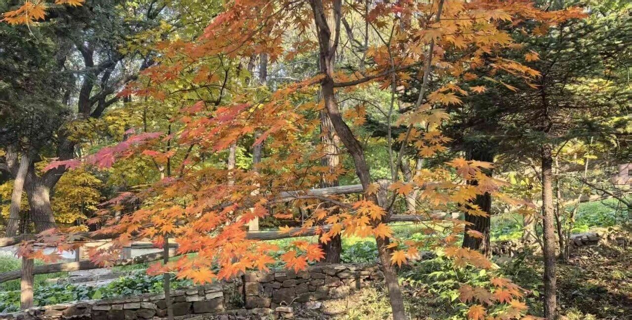 本溪平顶山森林公园 本溪平顶山森林公园