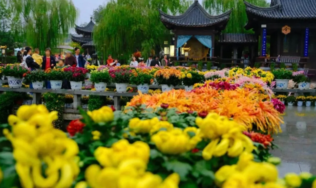 开封菊花展门票 开封菊花展门票