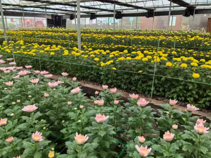 湖熟菊花园 湖熟菊花园