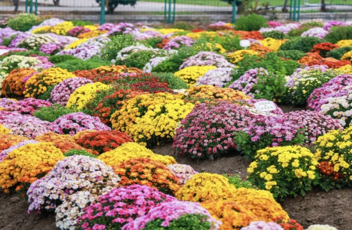 湖熟菊花园 湖熟菊花园