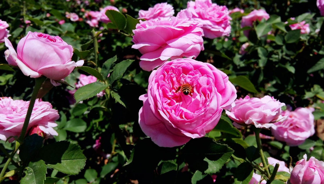 北京大兴世界月季主题园 北京大兴世界月季主题园