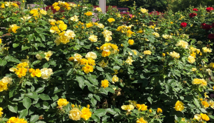 北京大兴世界月季主题园 北京大兴世界月季主题园