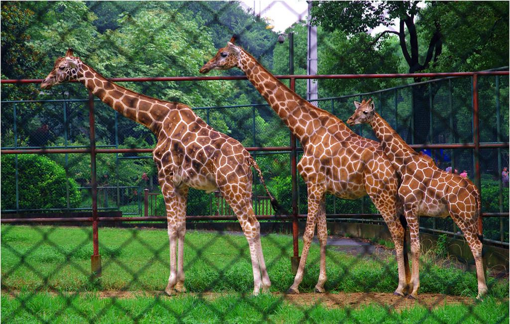 南京紅山森林動(dòng)物園