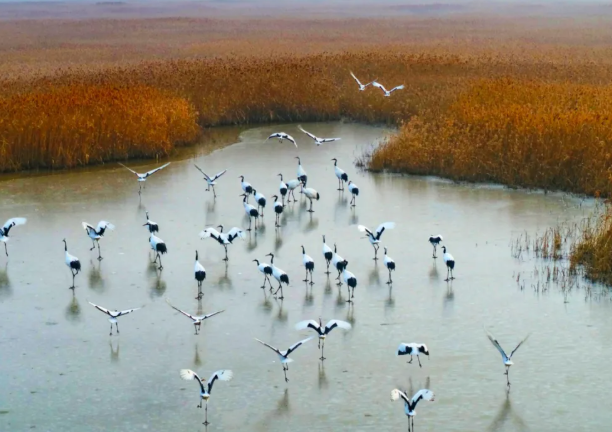 丹顶鹤湿地生态旅游区 丹顶鹤湿地生态旅游区