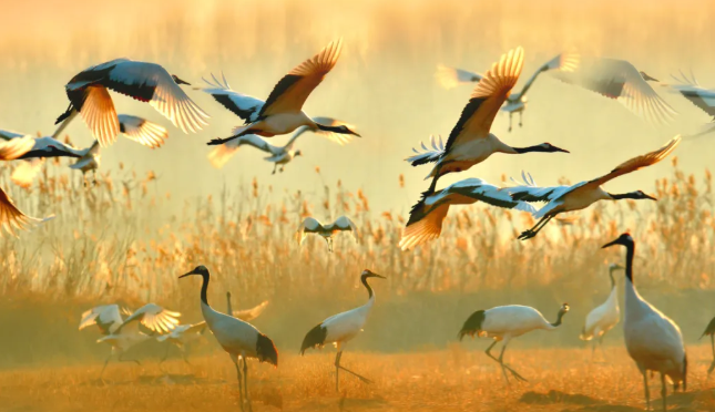 丹顶鹤湿地生态旅游区 丹顶鹤湿地生态旅游区