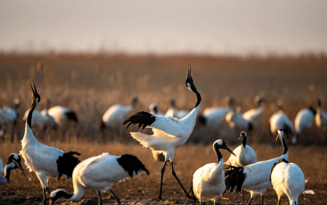 丹顶鹤湿地生态旅游区 丹顶鹤湿地生态旅游区