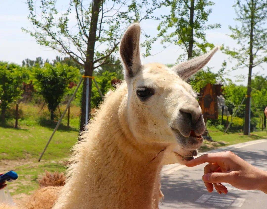 周口野生动物世界 周口野生动物世界