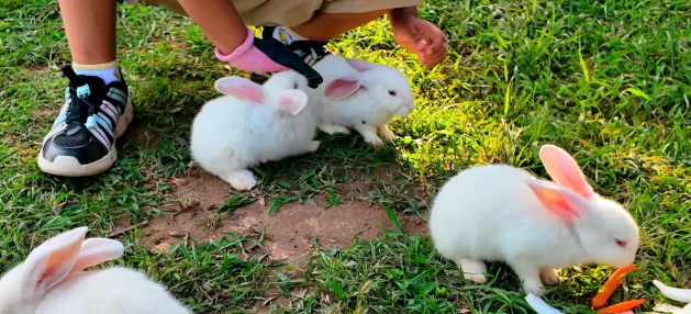 云上牧场 云上牧场