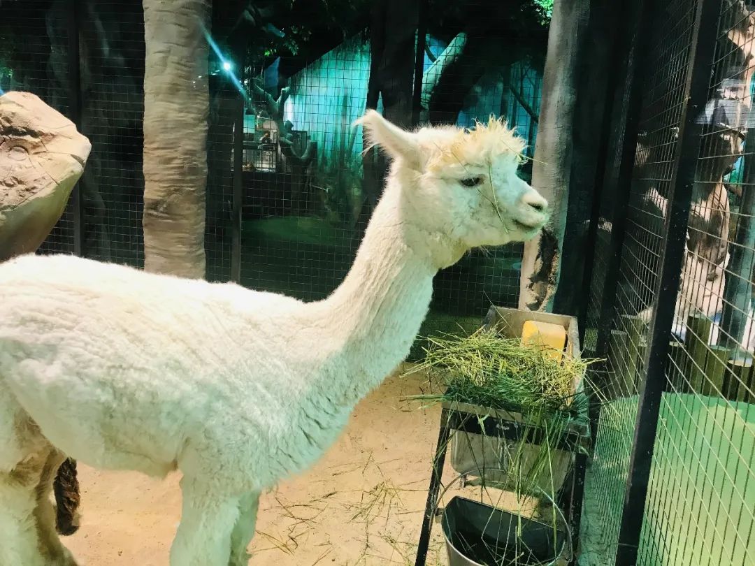 /uploads/image/2025/10/28/4044f26e82f051c33e9b1ae0646ac86a.jpg /uploads/image/2025/10/28/4044f26e82f051c33e9b1ae0646ac86a.jpg