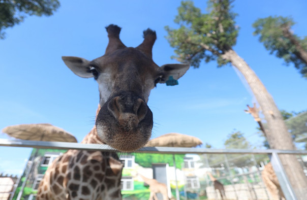 黄金河度假村 黄金河度假村