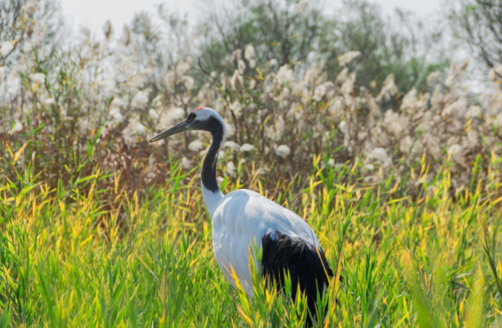 黄河口生态旅游区 黄河口生态旅游区