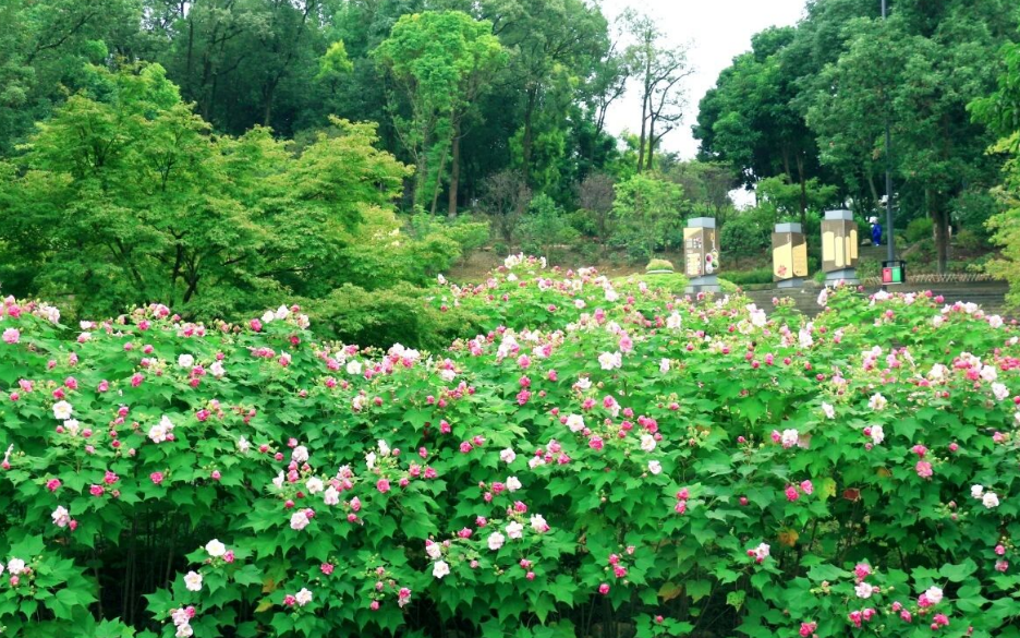 成都植物园 成都植物园