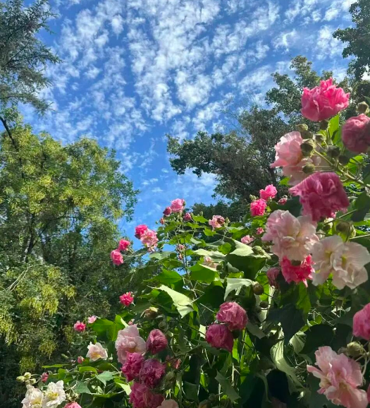 成都植物园 成都植物园