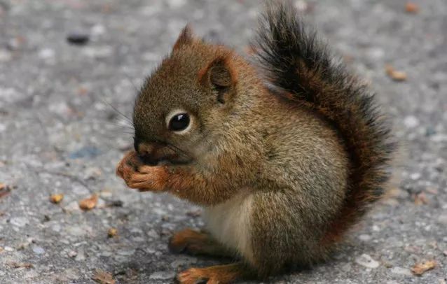 镜湖湿地动物王国 镜湖湿地动物王国