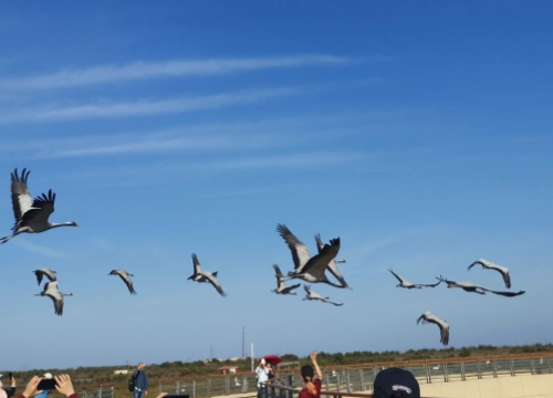 黄河口生态旅游区 黄河口生态旅游区
