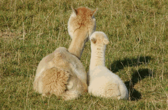 镜湖湿地动物王国 镜湖湿地动物王国