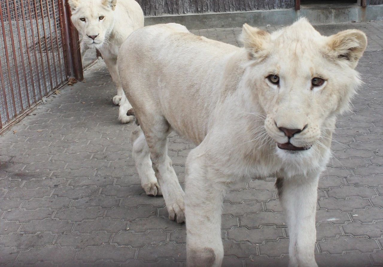 /uploads/image/2025/10/30/1cf757a2bc9dd43245429806458df0c2.jpg /uploads/image/2025/10/30/1cf757a2bc9dd43245429806458df0c2.jpg