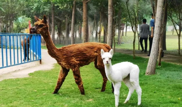 郑州潘多拉森林动物王国