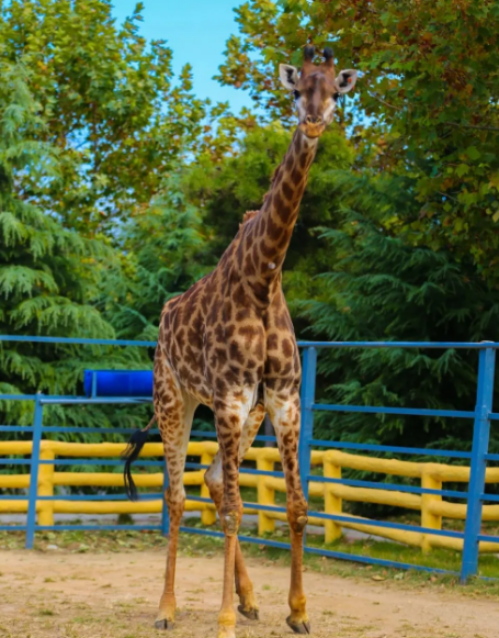烟台龙口动植物园
