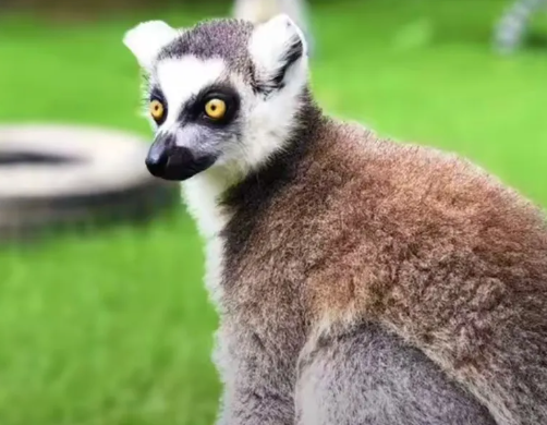 郑州潘多拉森林动物王国