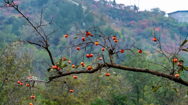 巩义长寿山风景区 巩义长寿山风景区