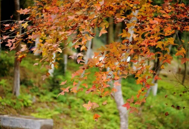 /uploads/image/2025/11/07/abe237fdc03c3ade59f0cccd847e8f30.png /uploads/image/2025/11/07/abe237fdc03c3ade59f0cccd847e8f30.png