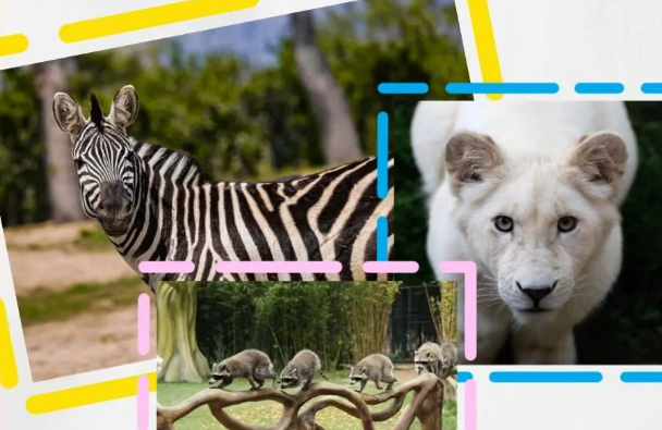 2025周口野生動(dòng)物世界門票及收費(fèi)標(biāo)準(zhǔn)一覽(附地址+景區(qū)亮點(diǎn))