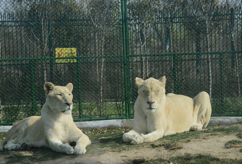 /uploads/image/2025/11/08/3a2bce66d271d1c284759395be8320a1.png /uploads/image/2025/11/08/3a2bce66d271d1c284759395be8320a1.png