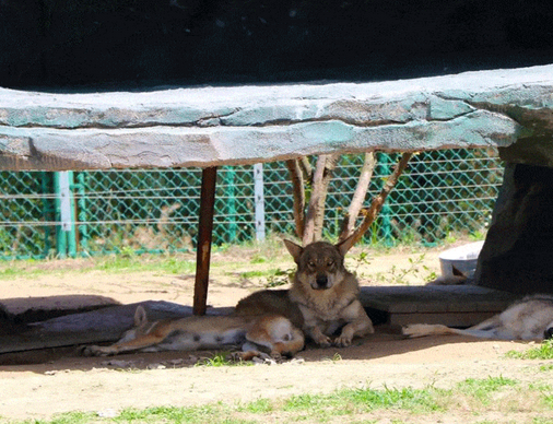 2025周口野生動(dòng)物世界門票購買及售票網(wǎng)址(附游玩時(shí)間+園區(qū)亮點(diǎn))