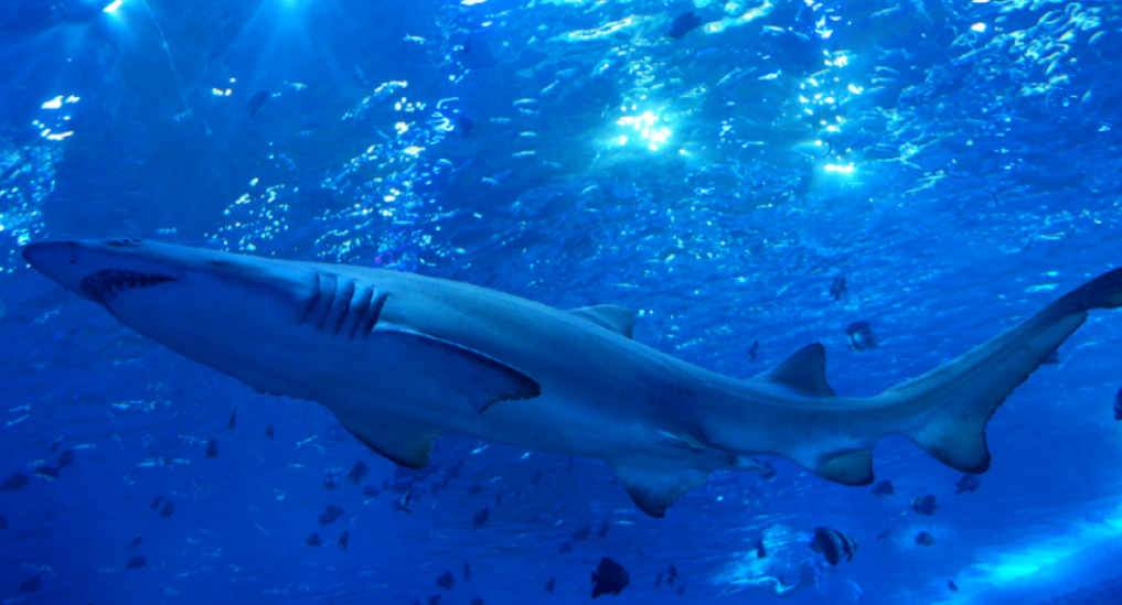 /uploads/image/2025/11/14/8f9c41e848153300ba31825172af8c91.png /uploads/image/2025/11/14/8f9c41e848153300ba31825172af8c91.png