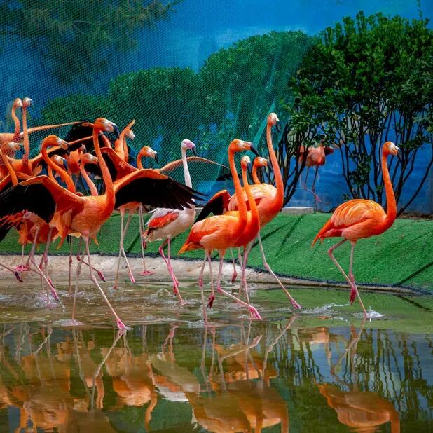 蓬莱黄金河动物园