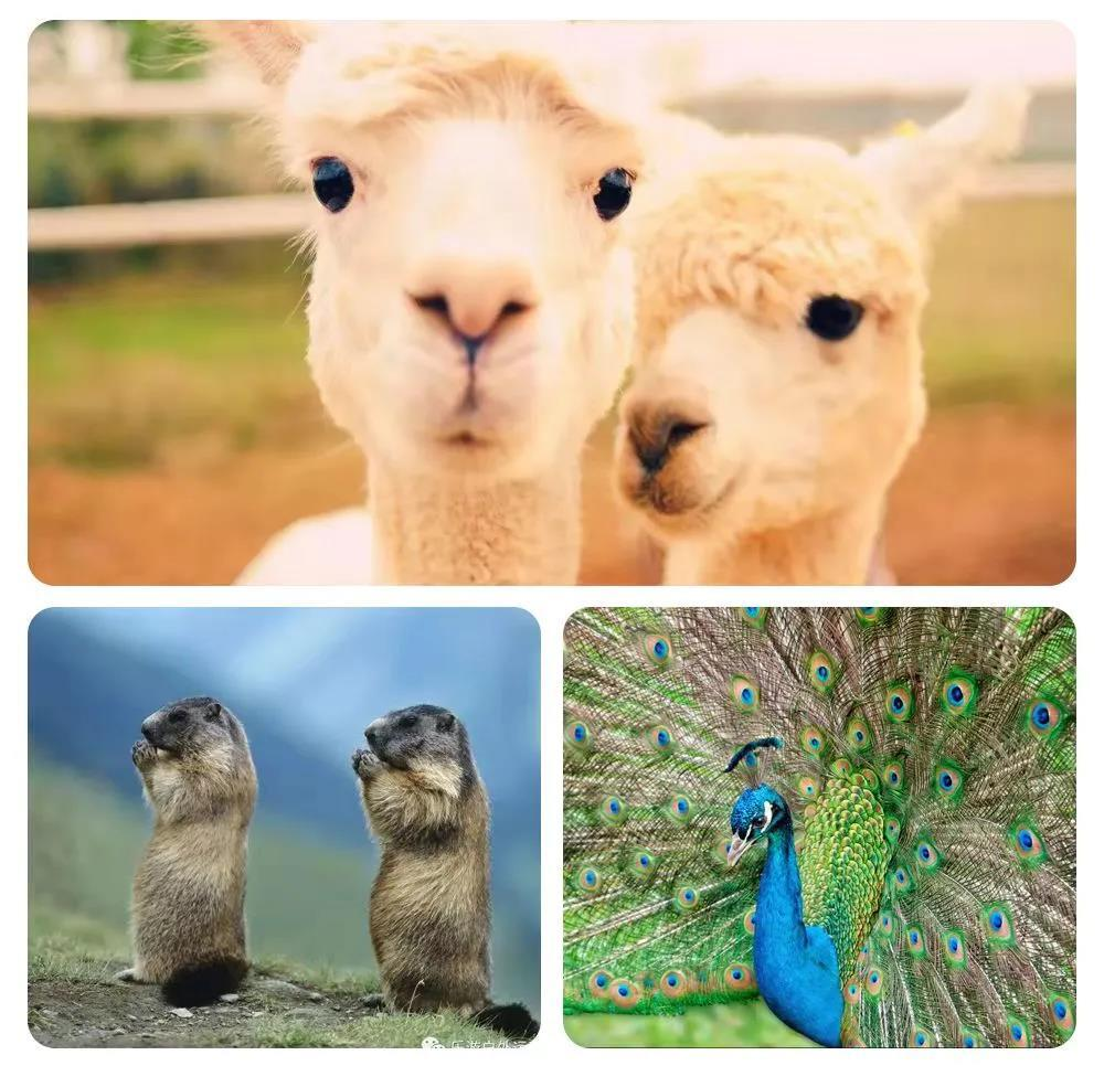 /uploads/image/2025/11/20/109043f305e0630c4bdaea16d908420d.png /uploads/image/2025/11/20/109043f305e0630c4bdaea16d908420d.png