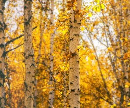 /uploads/image/2025/11/21/05373363f2c8c6ab418c4a2faaba5898.png /uploads/image/2025/11/21/05373363f2c8c6ab418c4a2faaba5898.png