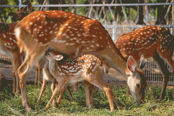 宿州野生动物园
