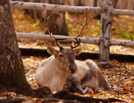 /uploads/image/2025/11/21/a630055f0660abac584586bfec31386a.png /uploads/image/2025/11/21/a630055f0660abac584586bfec31386a.png