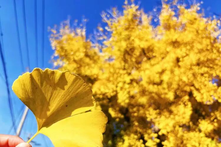 烟台天崮山 烟台天崮山