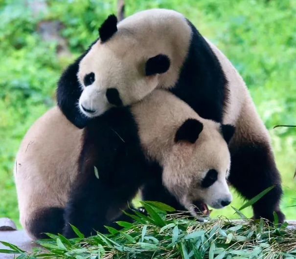 栾川竹海野生动物园 