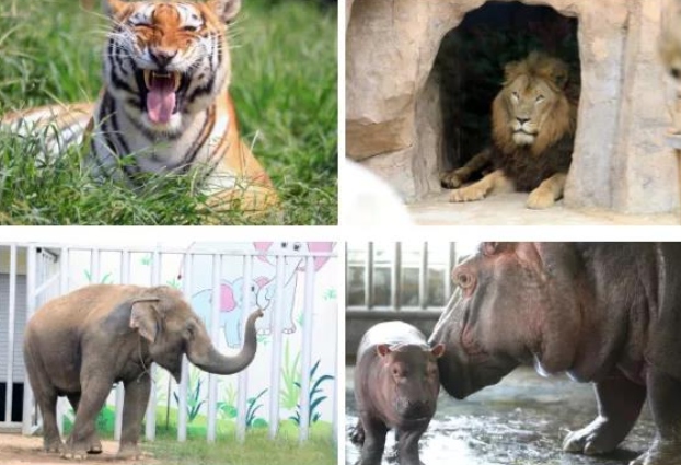 2025臨沂動植物園游玩介紹+園區(qū)地址+門票購買+收費(fèi)價格