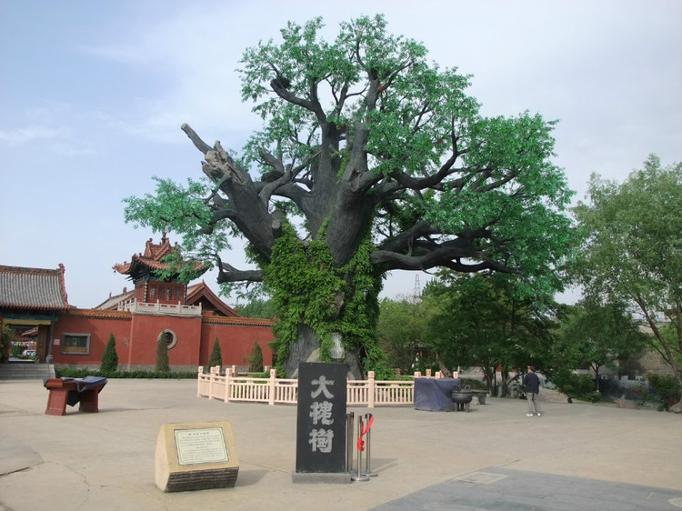 2025洪洞大槐樹門票及預(yù)約入口(附免票規(guī)定+開放時(shí)間+景點(diǎn)特色)