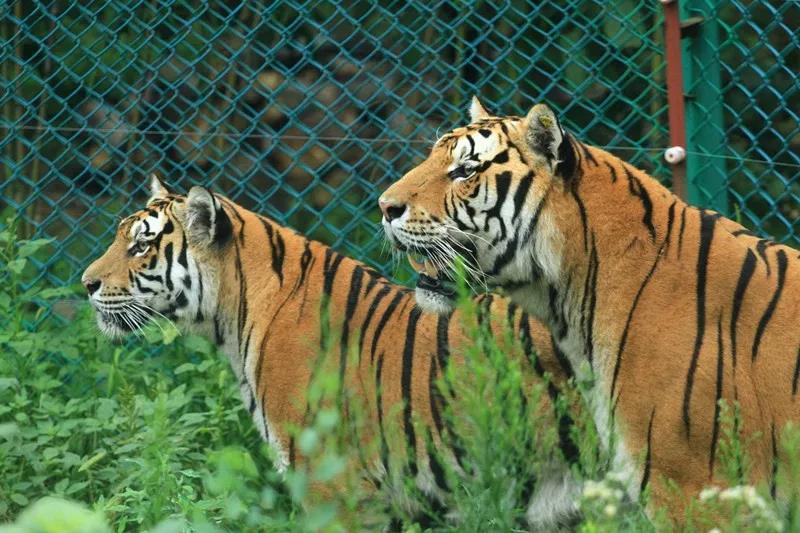 2025臨沂動植物園游玩指南(附門票政策+園區(qū)簡介+具體位置)