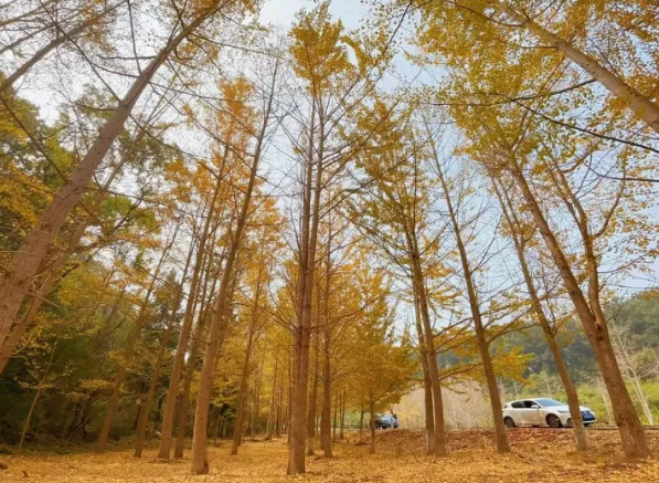 大口國家森林公園 大口國家森林公園