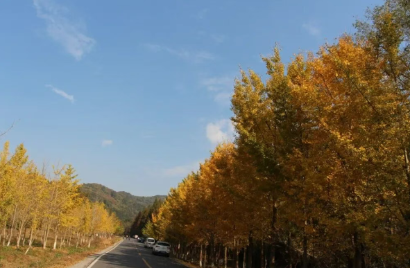 2025大口國家森林公園景點介紹+游玩時間+門票價格+免費政策